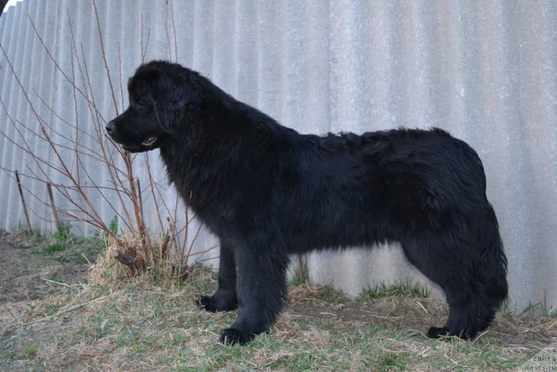 Фото: ньюфаундленд Talisman Morya Magiya Voln (Талисман Моря Магия Волн)