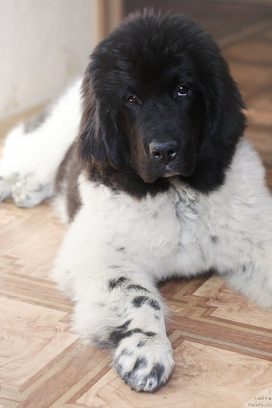 Фото: ньюфаундленд Sent Djons Inspiryeyshn (Сент Джонс Инспирэйшн)