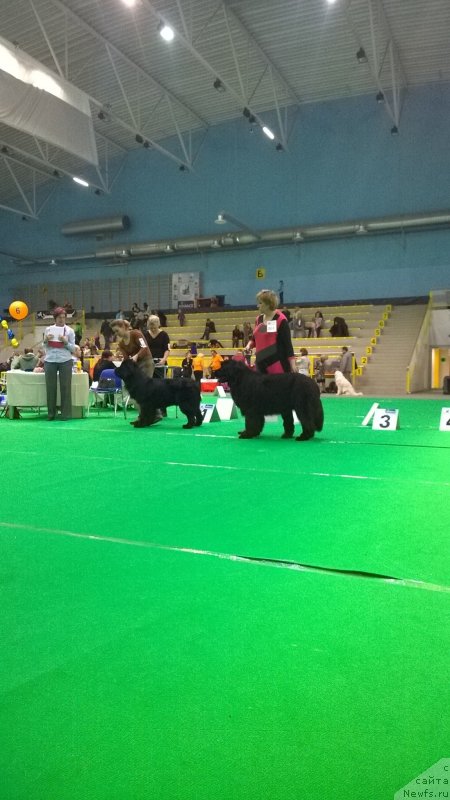 Фото: ньюфаундленд Funnewf Jemapel Madam Nuar (Фанньюф Жемапель Мадам Нуар)