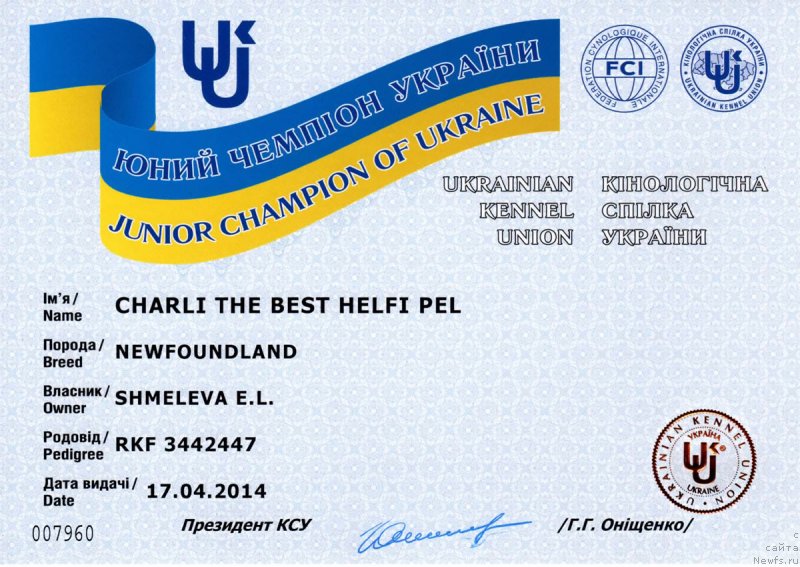 Фото: ньюфаундленд Charli The Best Helfi Pel (Чарли Де Бест Хелфи Пэл)