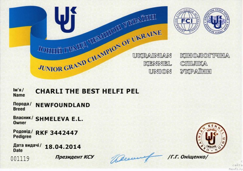 Фото: ньюфаундленд Charli The Best Helfi Pel (Чарли Де Бест Хелфи Пэл)