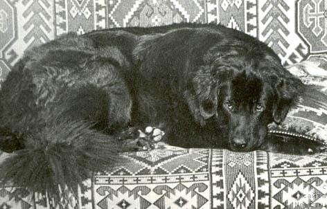 Фото: ньюфаундленд Ursula Holli (Урсула Холли)