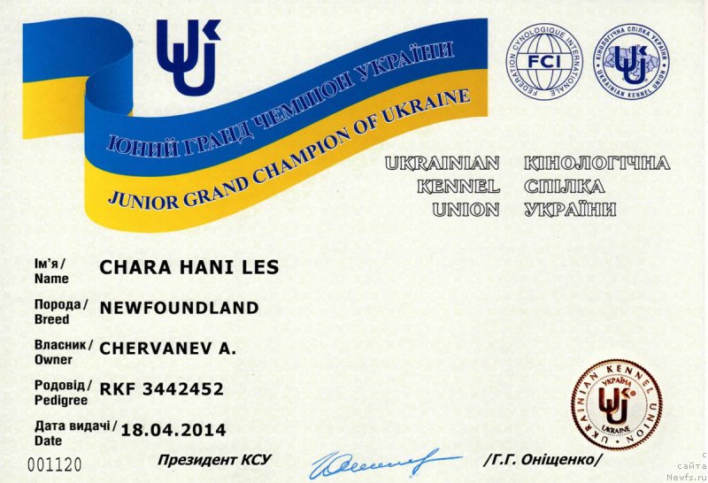 Фото: ньюфаундленд Chara Hani Les (Чара Хани Лес)