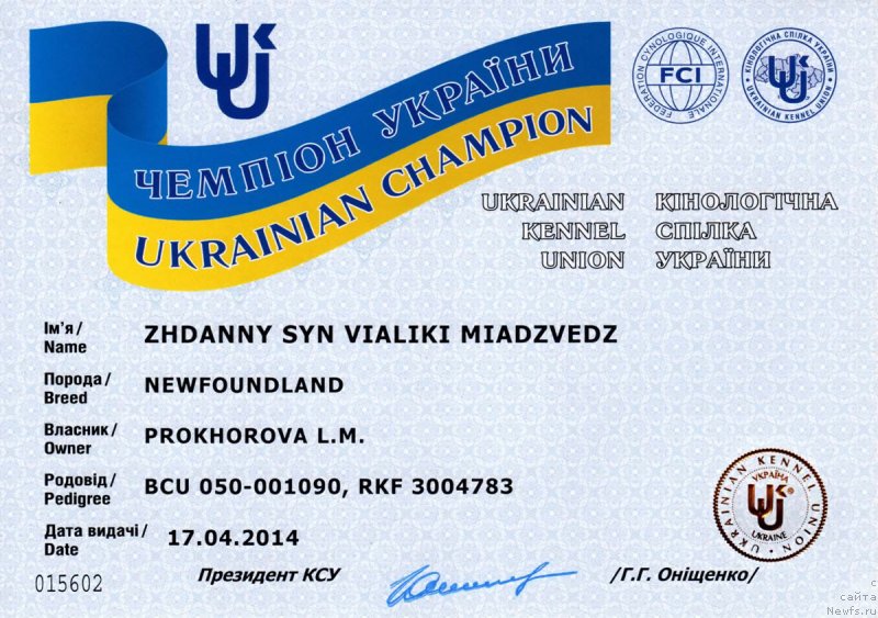 Фото: ньюфаундленд Zhdanny Syn Vialiki Miadzvedz