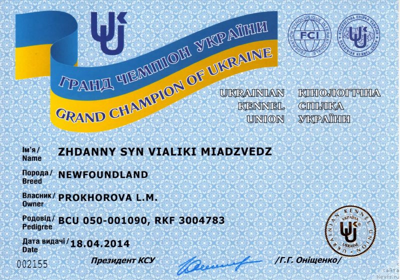 Фото: ньюфаундленд Zhdanny Syn Vialiki Miadzvedz