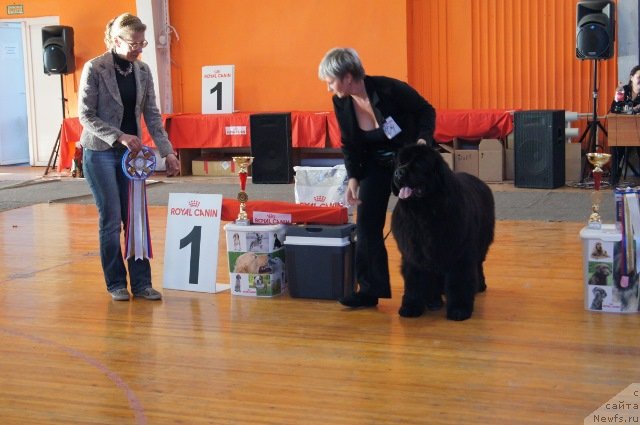 Фото: Nina Bazulina (Нина Базулина), ньюфаундленд Deep Love I'm Sensation (Deep Love I'm Sensation)