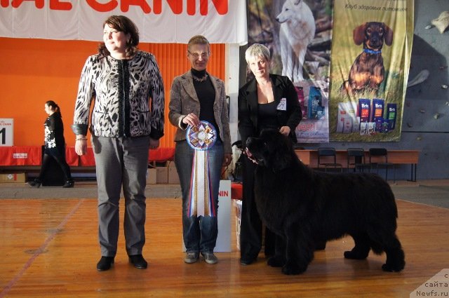 Фото: Nina Bazulina (Нина Базулина), ньюфаундленд Deep Love I'm Sensation (Deep Love I'm Sensation)