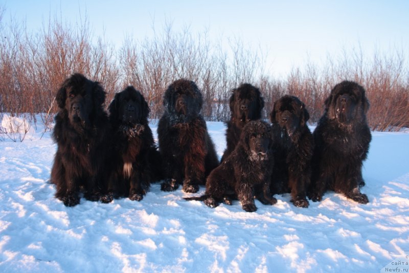 Фото: ньюфаундленд Gloriya Grand Blek (Глория Гранд Блек), ньюфаундленд Neretum Tribe Xagrid, ньюфаундленд King of Helluland You Shock Me, ньюфаундленд Fortuna of Giant's Island, ньюфаундленд YAntarnaya Mechta (Янтарная Мечта), ньюфаундленд Beguschaya po Volnam Zero Kool (Бегущая по Волнам Зеро Коол), ньюфаундленд Anabelle Kvin of zye Mountayns (Анабелле Квин оф зэ Моунтайнс)
