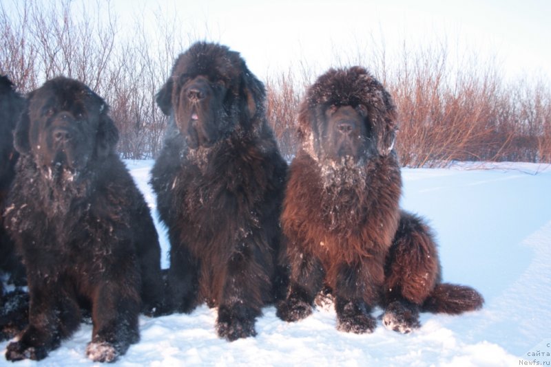 Фото: ньюфаундленд YAntarnaya Mechta (Янтарная Мечта), ньюфаундленд Beguschaya po Volnam Zero Kool (Бегущая по Волнам Зеро Коол), ньюфаундленд King of Helluland You Shock Me