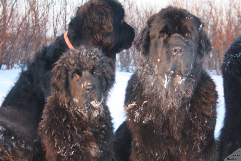Фото: ньюфаундленд Fortuna of Giant's Island, ньюфаундленд Anabelle Kvin of zye Mountayns (Анабелле Квин оф зэ Моунтайнс), ньюфаундленд YAntarnaya Mechta (Янтарная Мечта)
