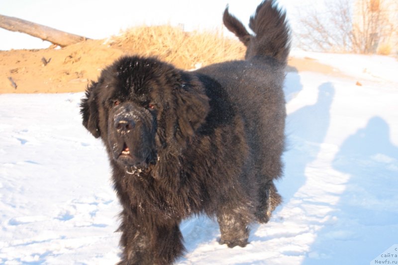 Фото: ньюфаундленд Beguschaya po Volnam Zero Kool (Бегущая по Волнам Зеро Коол)