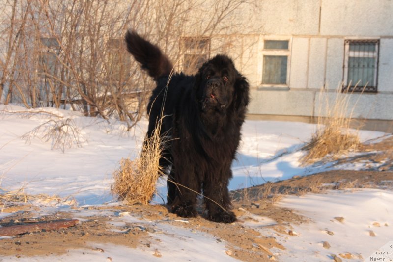 Фото: ньюфаундленд Gloriya Grand Blek (Глория Гранд Блек)