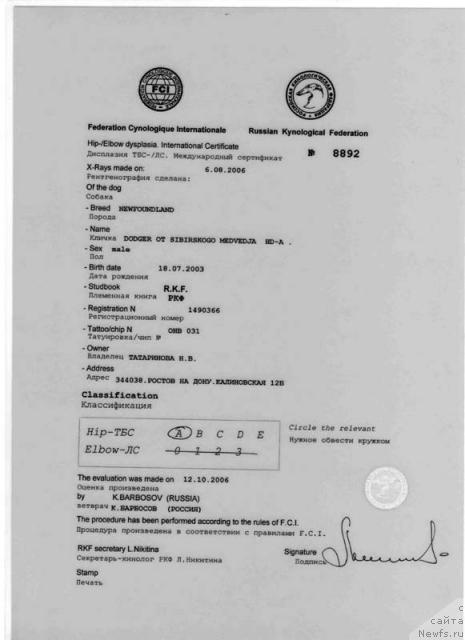 Фото: ньюфаундленд Dodger ot Sibirskogo Medvedja (Доджер от Сибирского Медведя)