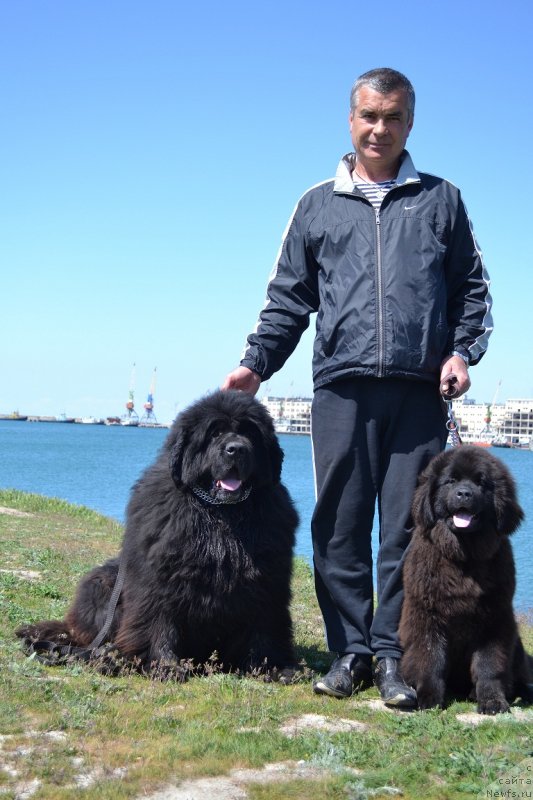 Фото: ньюфаундленд Vlas (Влас), ньюфаундленд Chuvstvennaya Tanita Kara Deniz