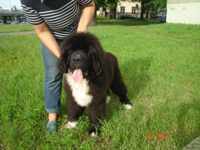 Фото: ньюфаундленд Piternyuf Zhguchiy Potseluy (Питерньюф Жгучий Поцелуй)