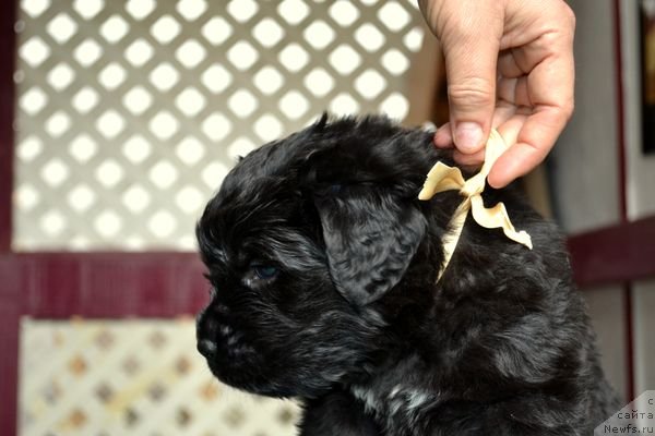 Фотография № 151867