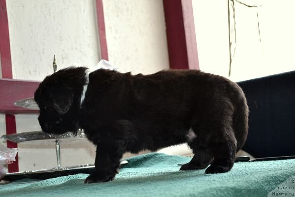 Фотография № 151877