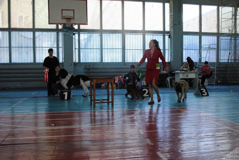 Фото: ньюфаундленд Stepnaya Pal'mira Estestvenno YA Luchshiy (Степная Пальмира Естественно Я Лучший)