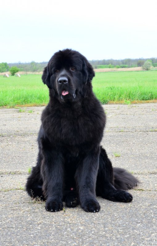 Фото: ньюфаундленд Amber CHarm In Takt (Амбер Чарм Ин Такт)