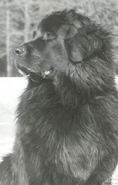 Фото: ньюфаундленд Tossi Gard (Тосси Гард)