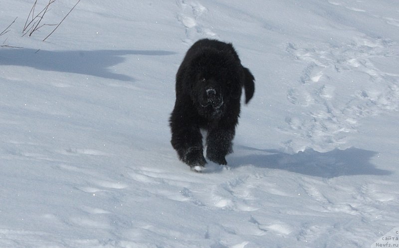 Фото: ньюфаундленд Anabelle Kvin of zye Mountayns (Анабелле Квин оф зэ Моунтайнс)