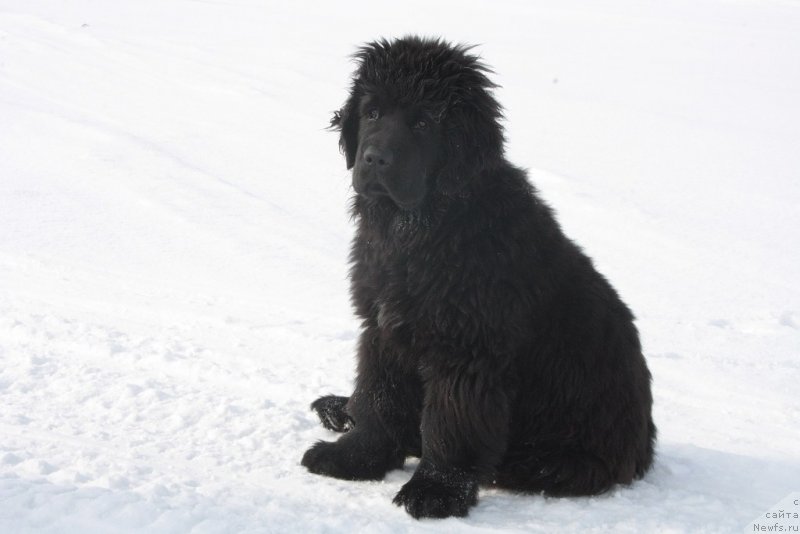 Фото: ньюфаундленд Anabelle Kvin of zye Mountayns (Анабелле Квин оф зэ Моунтайнс)