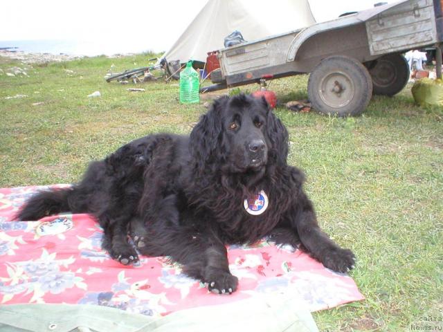 Фото: ньюфаундленд CHarleta YEl' Zar (Чарлета Эль Зар)