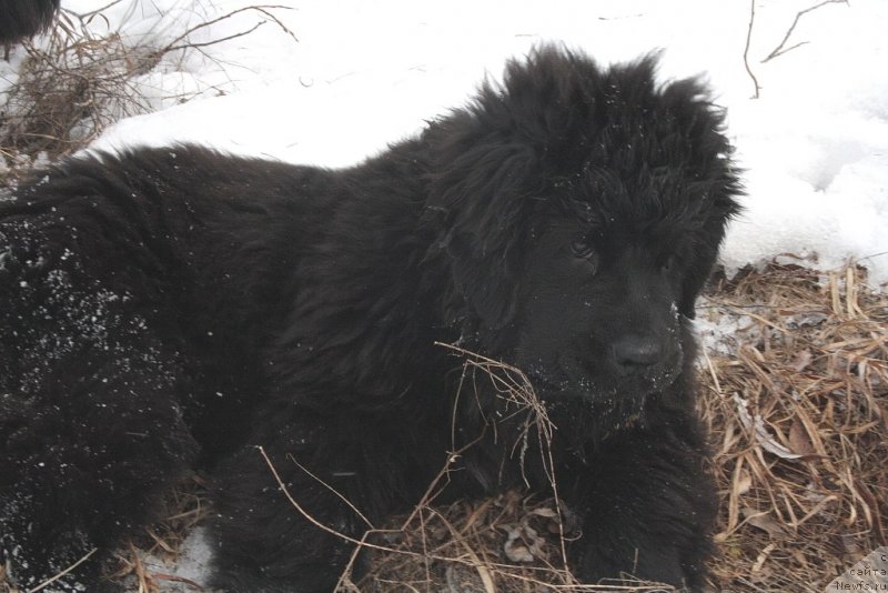 Фото: ньюфаундленд Anabelle Kvin of zye Mountayns (Анабелле Квин оф зэ Моунтайнс)