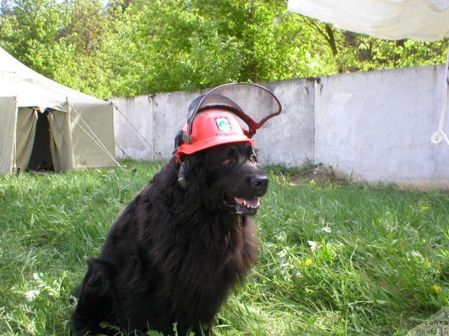 Фото: ньюфаундленд CHarleta YEl' Zar (Чарлета Эль Зар)