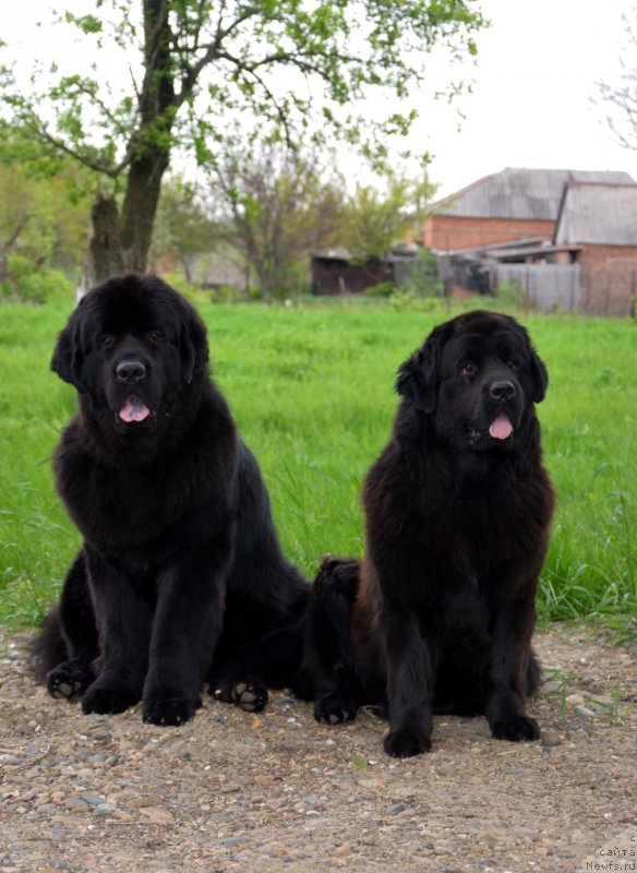 Фотография № 151932