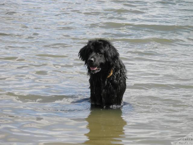 Фото: ньюфаундленд CHarleta YEl' Zar (Чарлета Эль Зар)