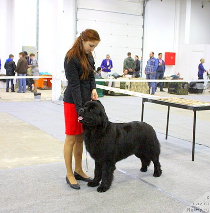 Фото: ньюфаундленд Chernyj Chank s Berega Dona (Черный Чанк с Берега Дона), Irina Skladnova (Ирина Складнова)