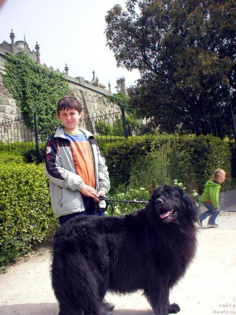 Фото: ньюфаундленд CHarleta YEl' Zar (Чарлета Эль Зар)