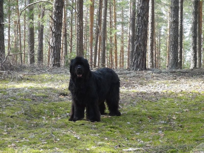 Фото: ньюфаундленд Akin Soul Sofiya (Акин Соул София)