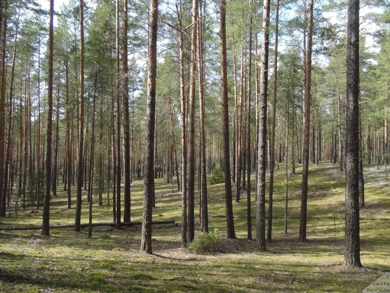 Фотография № 151959