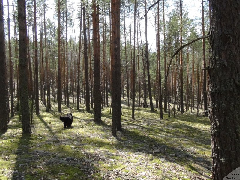 Фото: ньюфаундленд Akin Soul Sofiya (Акин Соул София)