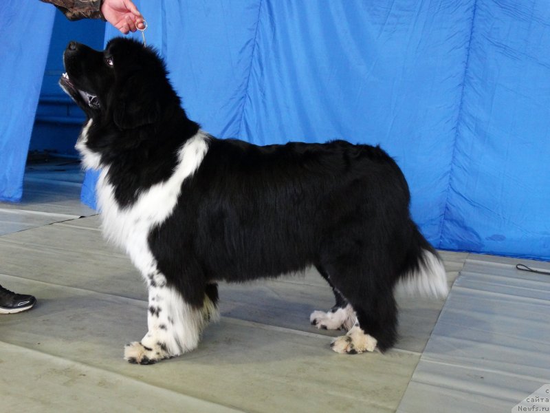 Фото: ньюфаундленд Sent Djons Glamour Lady (Сент Джонс Гламур Леди)