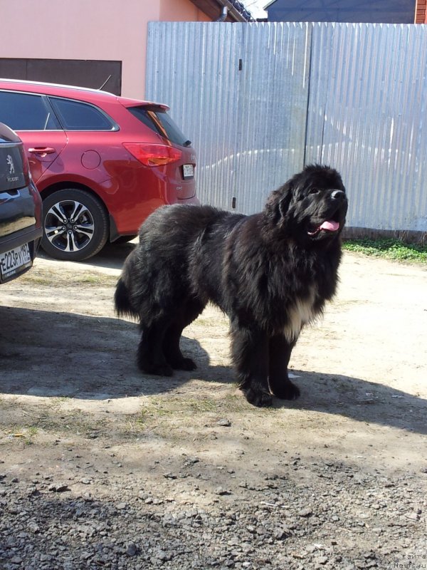 Фото: ньюфаундленд Dark Pride Van Gogh (Дак Прайд Ван Гог)