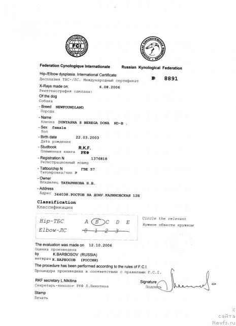 Фото: ньюфаундленд Dunyasha s Berega Dona (Дуняша с Берега Дона)