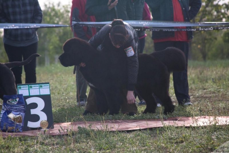 Фото: ньюфаундленд Beguschaya po Volnam Elegant Elizabeth (Бегущая по Волнам Елегант Елизабетх)