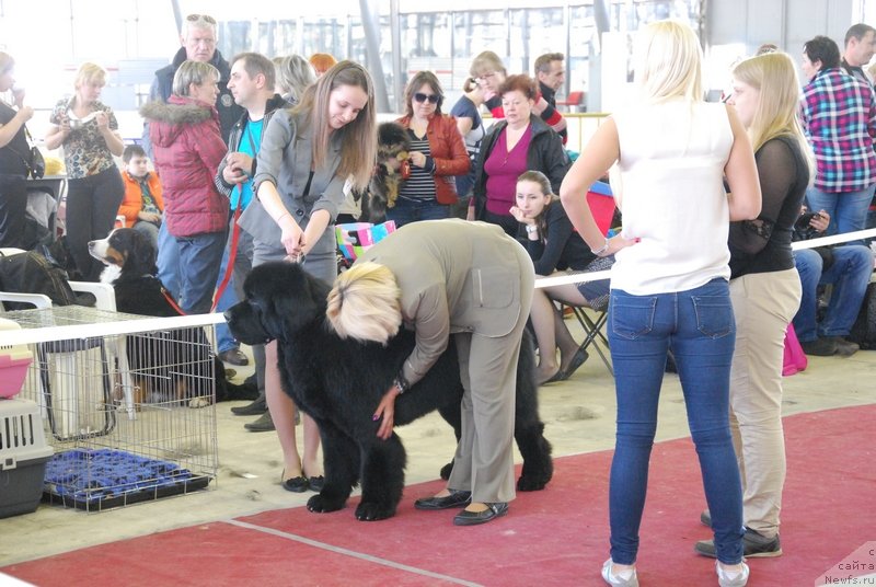 Фото: ньюфаундленд As True for Beguschaya po Volnam Dinastiya Soverchenstva (Аз Труэ Бегущая по Волнам Династия Совершенства), Margarita Dolotova (Маргарита Долотова)