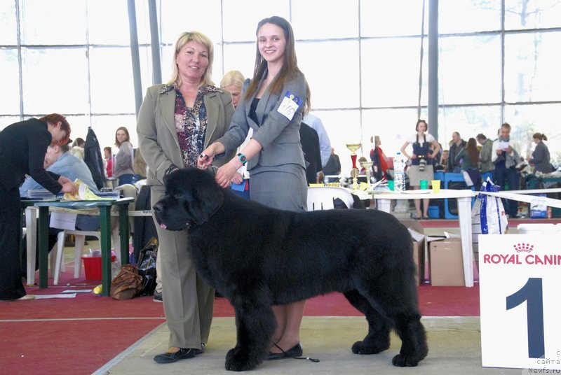 Фото: ньюфаундленд As True for Beguschaya po Volnam Dinastiya Soverchenstva (Аз Труэ Бегущая по Волнам Династия Совершенства), Margarita Dolotova (Маргарита Долотова)
