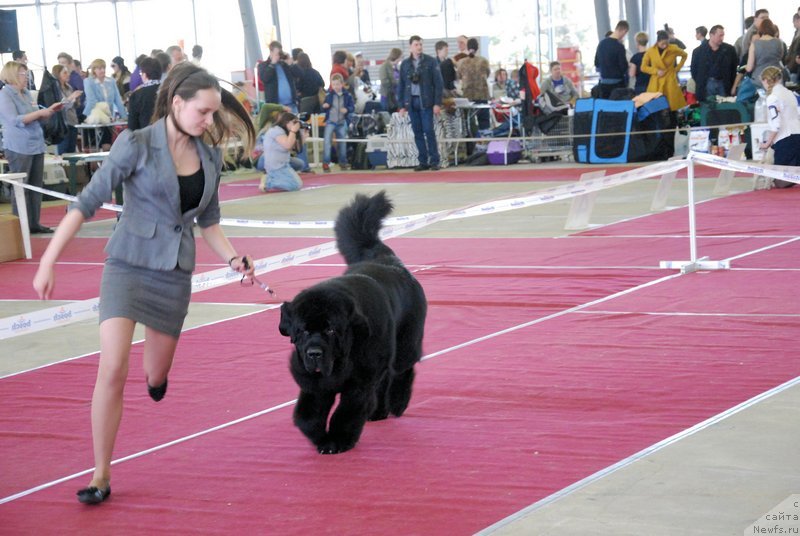 Фото: ньюфаундленд As True for Beguschaya po Volnam Dinastiya Soverchenstva (Аз Труэ Бегущая по Волнам Династия Совершенства), Margarita Dolotova (Маргарита Долотова)