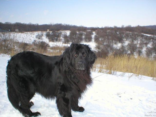 Фото: ньюфаундленд CHarleta YEl' Zar (Чарлета Эль Зар)
