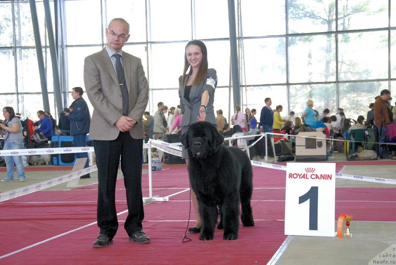 Фото: ньюфаундленд As True for Beguschaya po Volnam Dinastiya Soverchenstva (Аз Труэ Бегущая по Волнам Династия Совершенства), Margarita Dolotova (Маргарита Долотова)