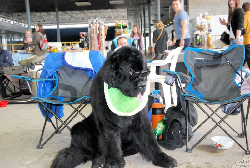 Фото: ньюфаундленд As True for Beguschaya po Volnam Dinastiya Soverchenstva (Аз Труэ Бегущая по Волнам Династия Совершенства)