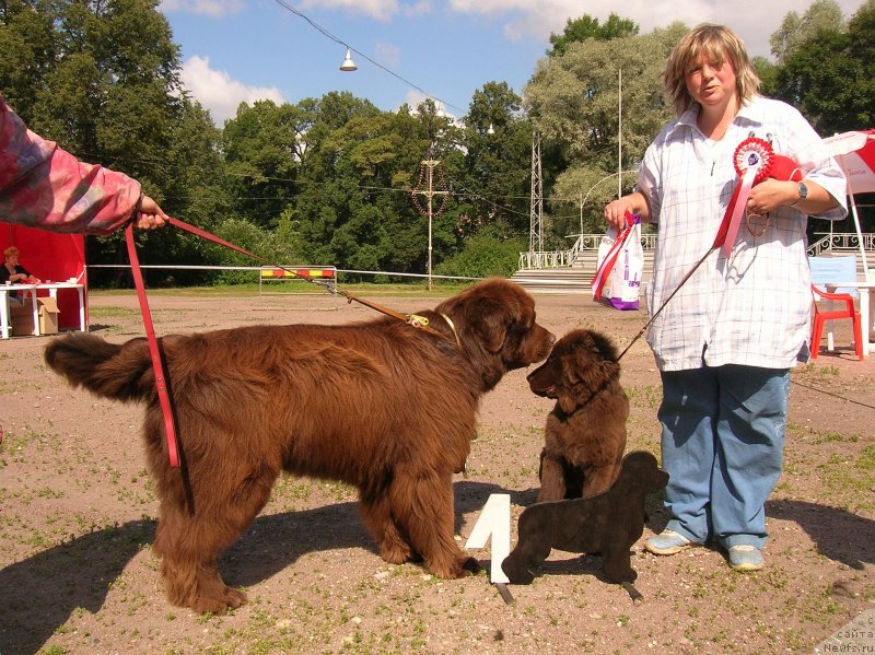 Фото: ньюфаундленд Smigar Rishel Lady Fortuna (Смигар Ришель Леди Фортуна), Natal'ya Malinina (Наталья Малинина), ньюфаундленд Smigar Afanasiy (Смигар Афанасий)