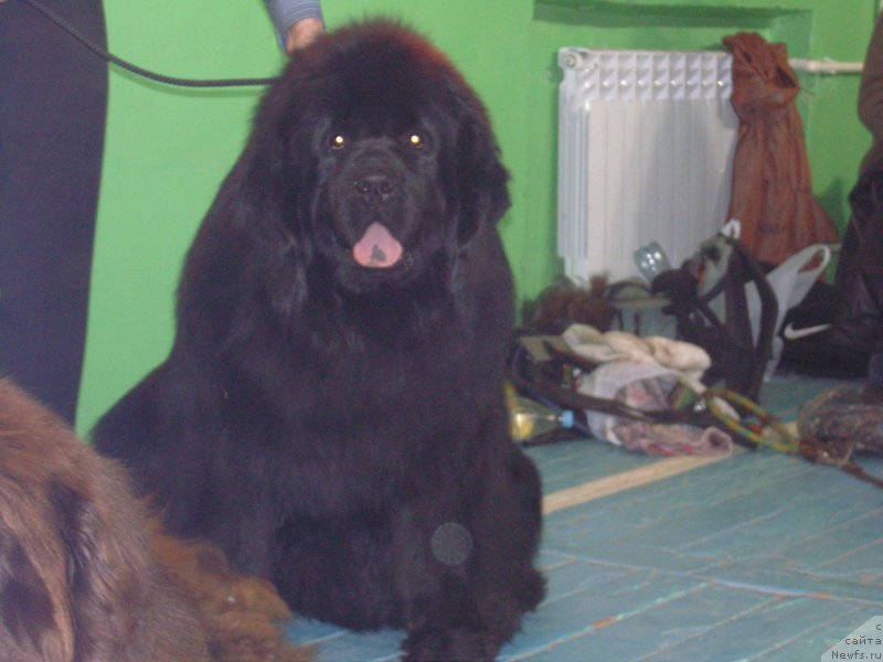 Фото: ньюфаундленд Angelo Orso Solveig (Анджело Орсо Сольвейг)