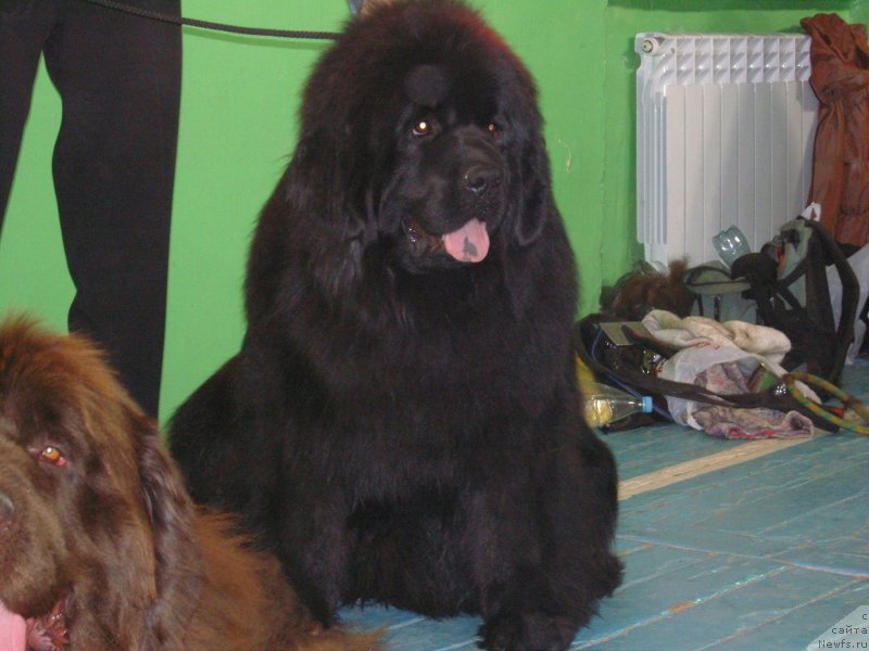 Фото: ньюфаундленд Angelo Orso Solveig (Анджело Орсо Сольвейг)