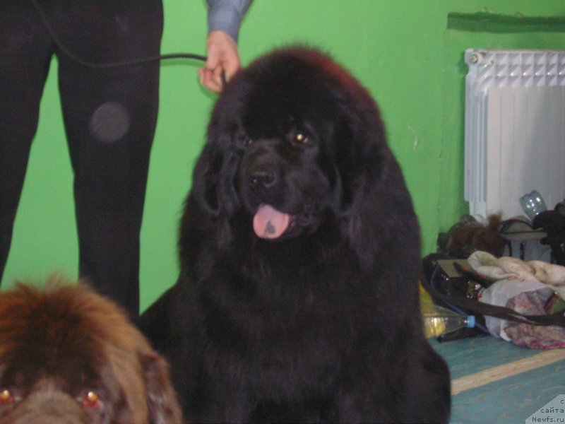 Фото: ньюфаундленд Angelo Orso Solveig (Анджело Орсо Сольвейг)